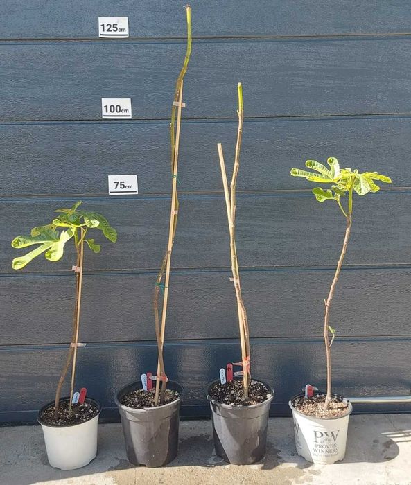 Smochin mov dulce - puiet viguros 1 an (40-125 cm) - rezistent la inghet