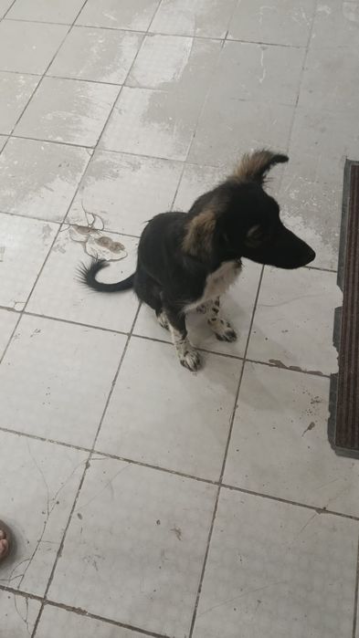 Щенок звонок девочка
