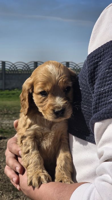 Catel Cocker Spaniel Maro