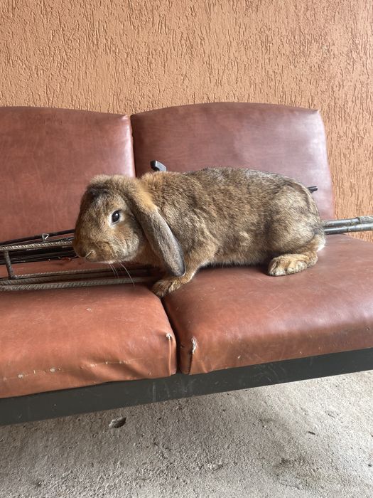 Vand femela berbec german