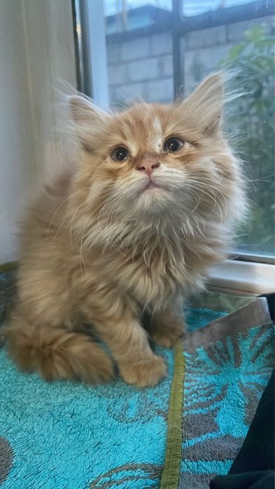 Котёнок, мальчик