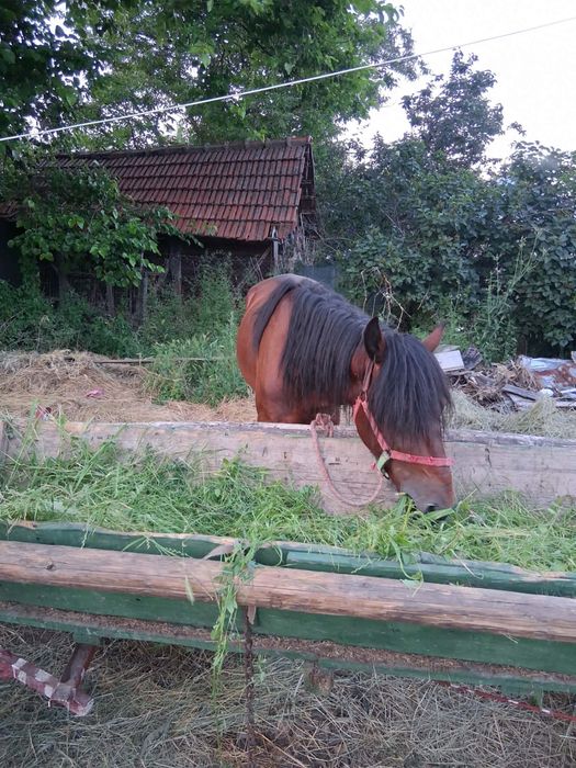 Armasar de vanzare