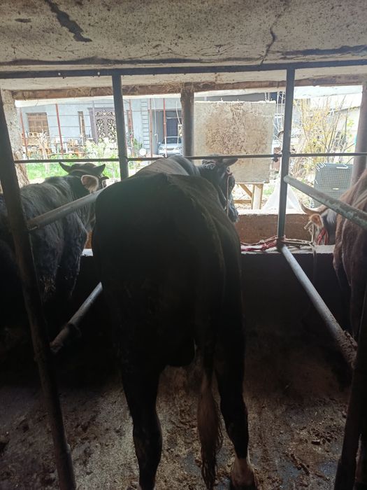 2ta semiz buqa sotiladi