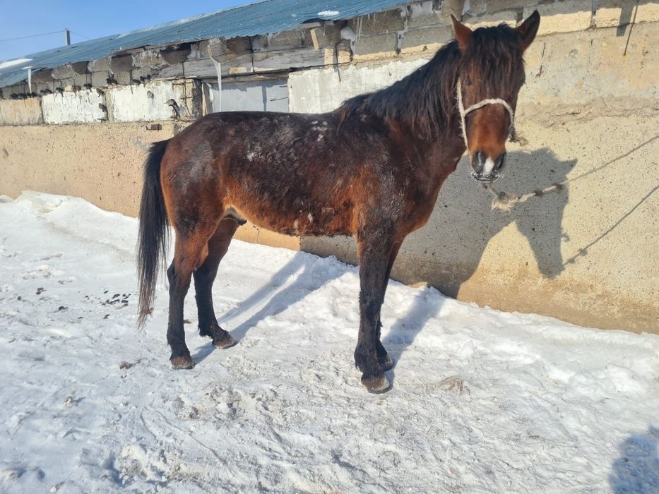 айғыр сатылады 5 жасар