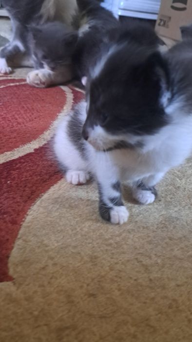 Котят отдам даром