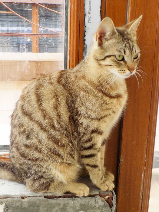 Подаряваме гальовни, умни, котета с хигиенни навици,знаещи имената си