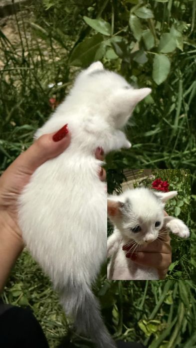 Отдадим в добрые руки котиков