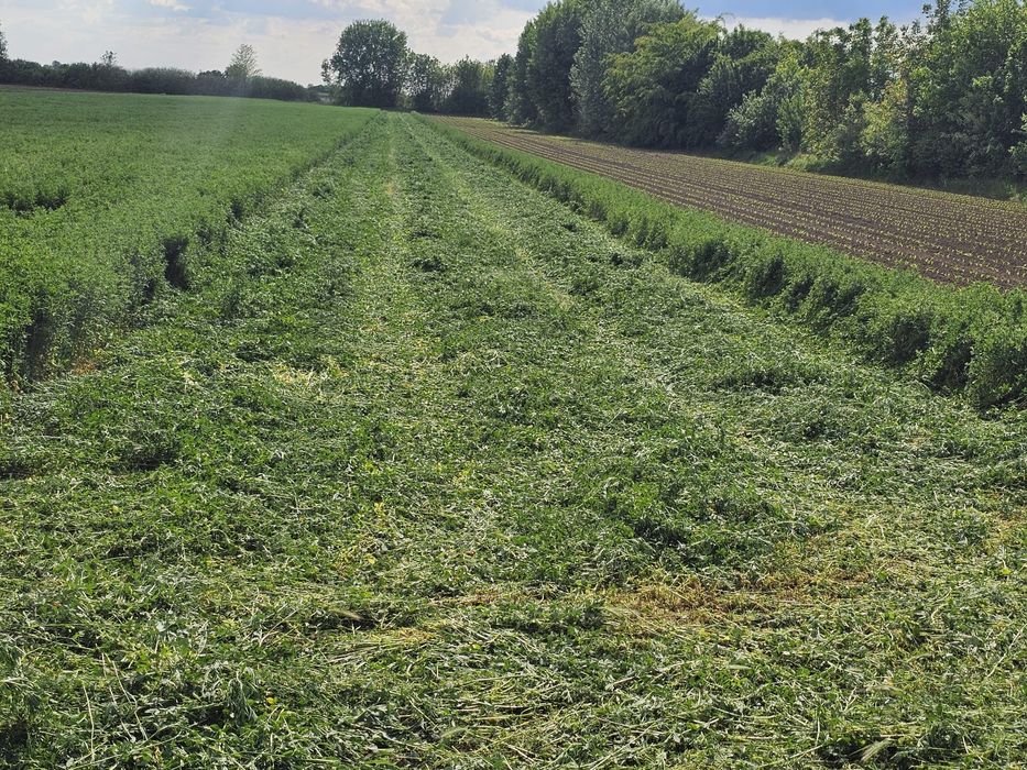 Lucernă înfoliată verde