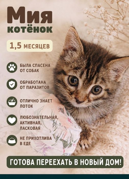 Котята бесплатно