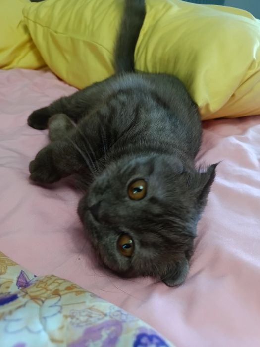 Кошка шотландский вислоухие