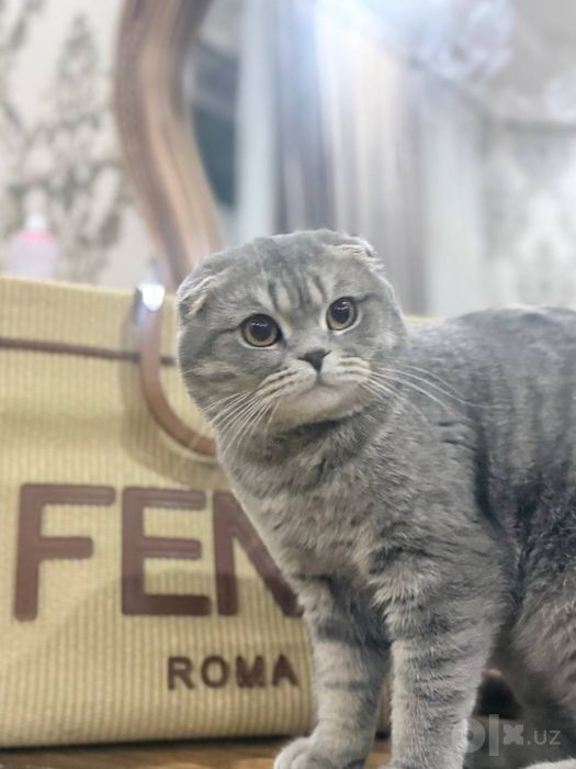 Кот вислоухий серый