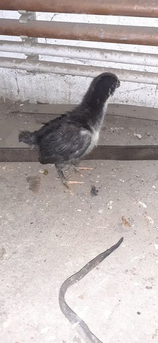 Vând oua australorp. Pui australorp. Păsări australorp