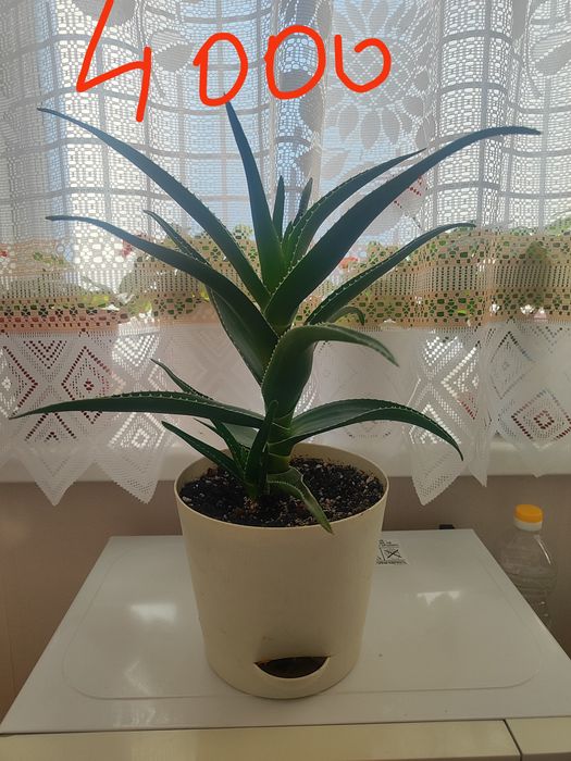 Продам цветы домашние Алое, Герань