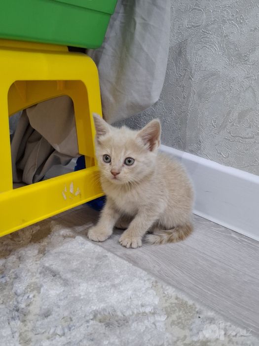 Mushuk sotiladi 3 oylik