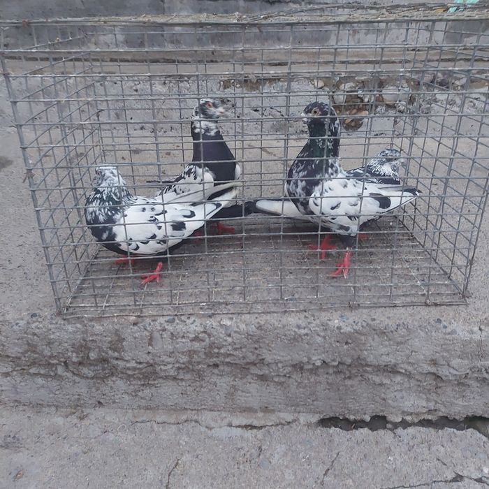 Сочи 2 пара гатовый лет с игрой