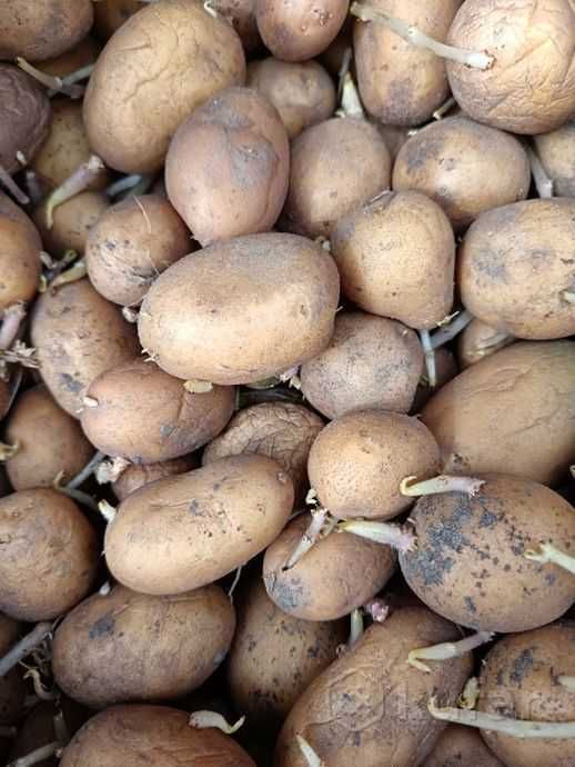 продам картофель семенной домашний сорт "Гала " 2500 ведро