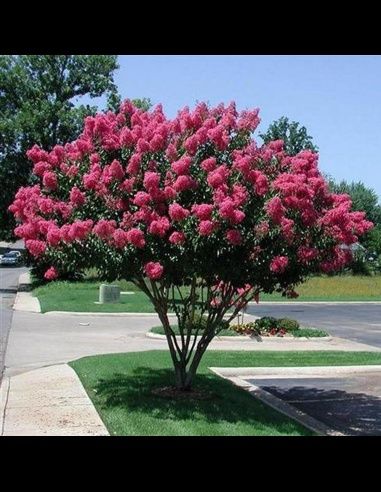 Liliac Indian diferite culori și mărimi