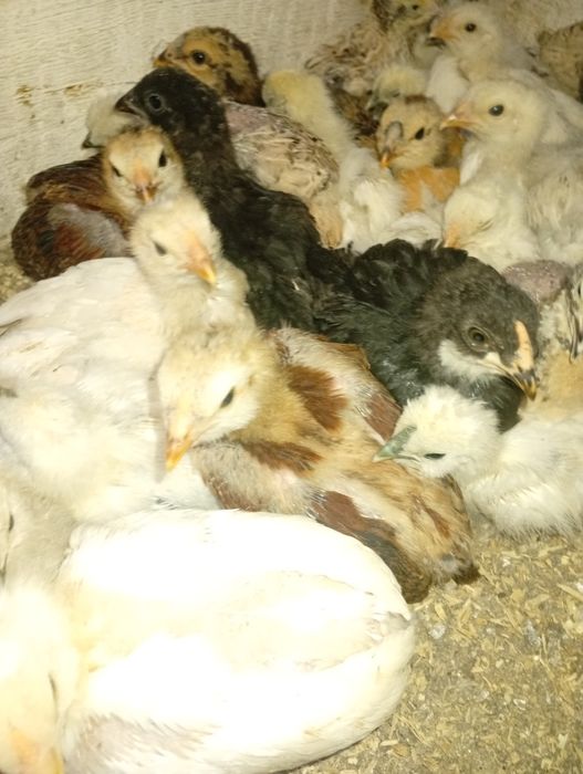 Wayandote gsg și  Araucana