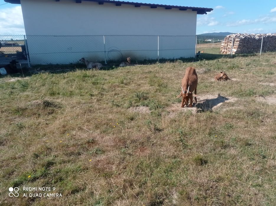 Iezi și capre de vanzare