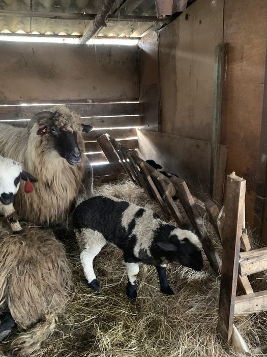 Oi de vânzare,oile sunt tienre cu miei