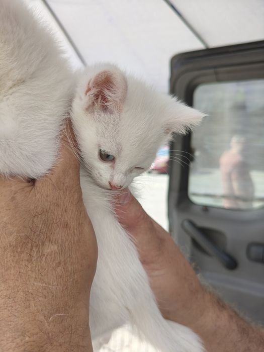 Продам котят мальчики девочки