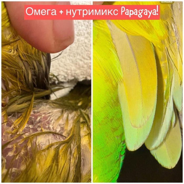 Добавка за здраво оперение за папагал / начупени пера OMEGA PAPAGAYA