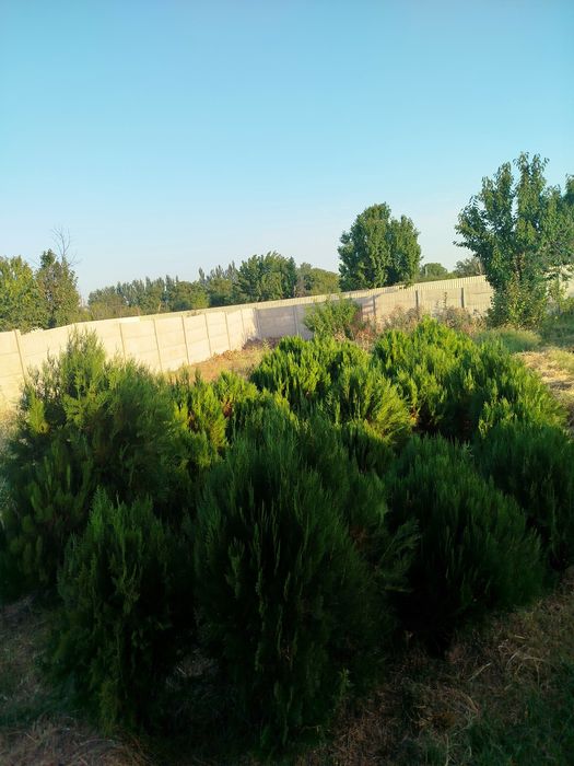 Tuya archala bor