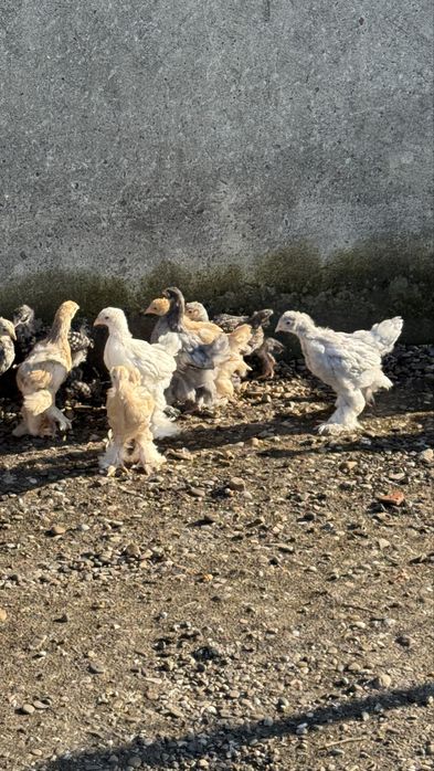 Pui brahman varsta 1 luna