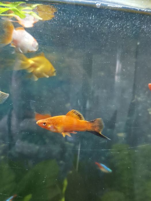 Меченосец самец 2штуки