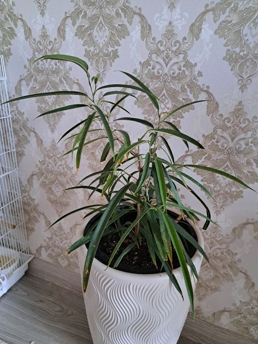 Фикус бенджамина