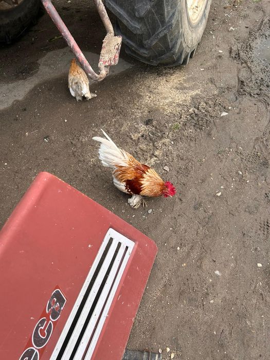 Pereche gainuși mii de flori