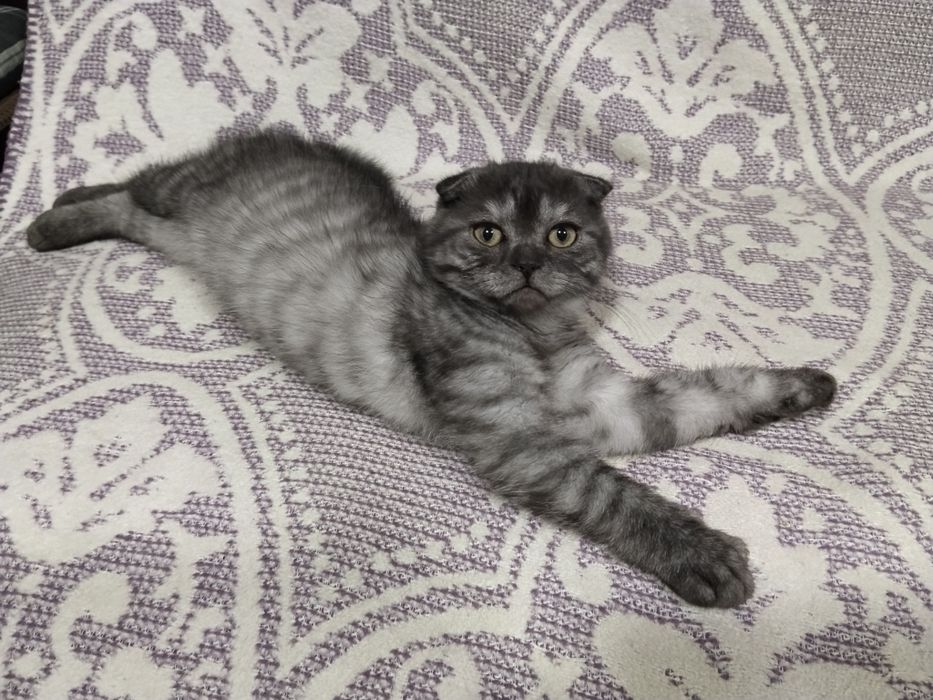 Pisoias Scottish fold
