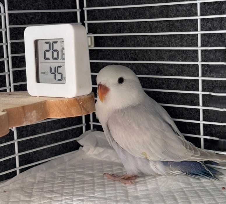 Термометр-гигрометр комнатный