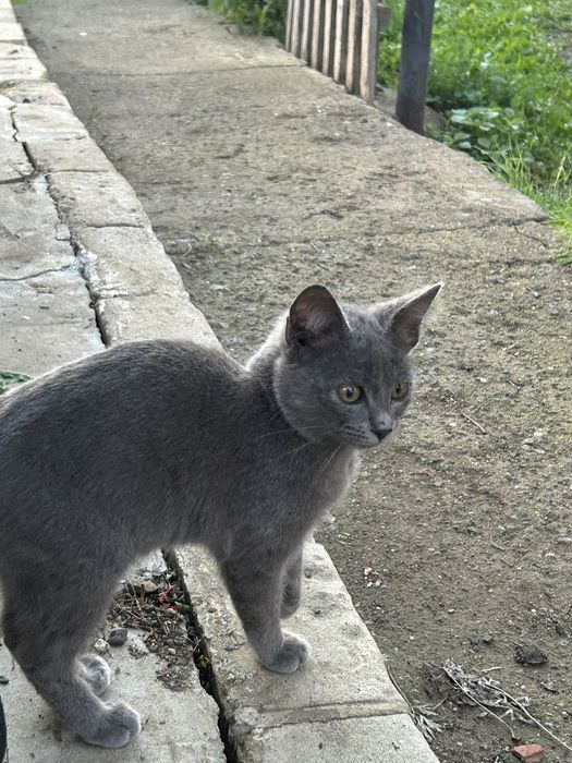 Отдам кота в добрые руки
