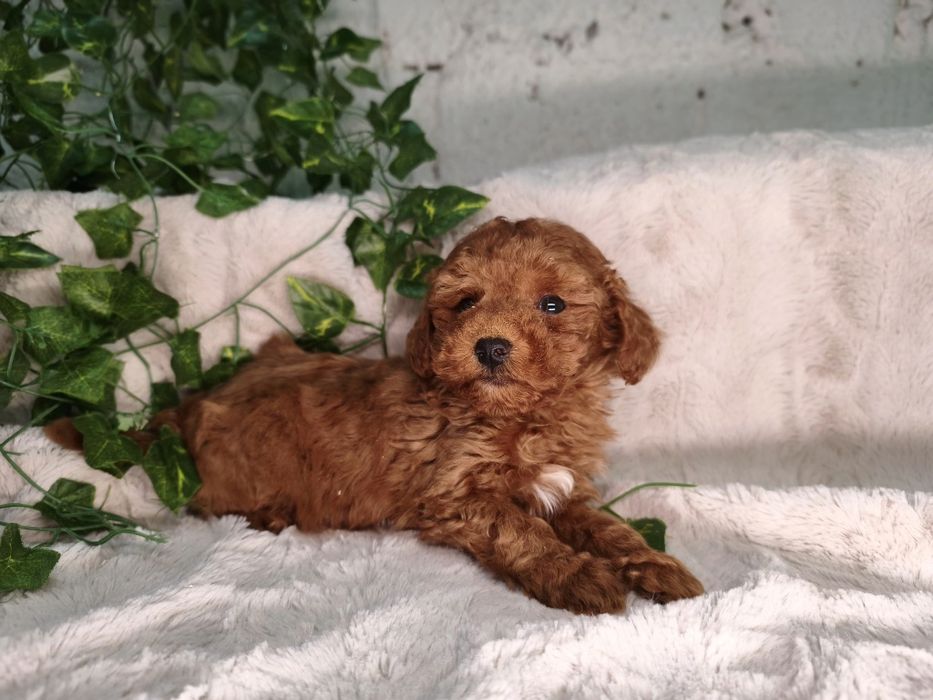 Vand baietel Pudel rosu toy/mini