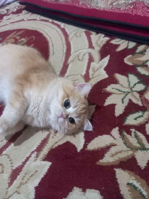 Золотая и Серебристая шиншила