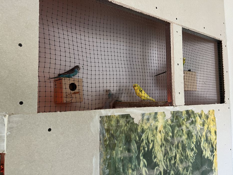 Peruși standard și semistandar