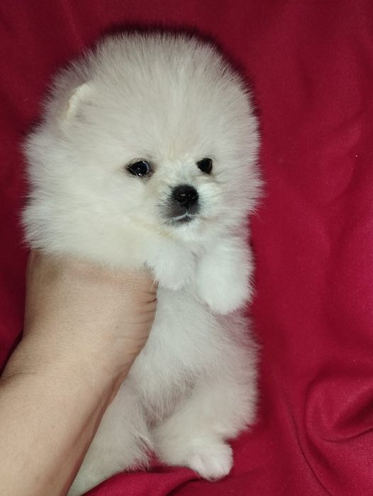 Продам щенков померанских шпицев