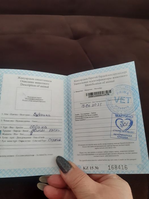 Собака пристраивается