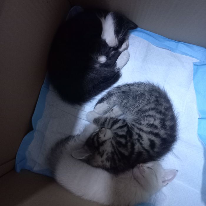 Котята  бесплатно.