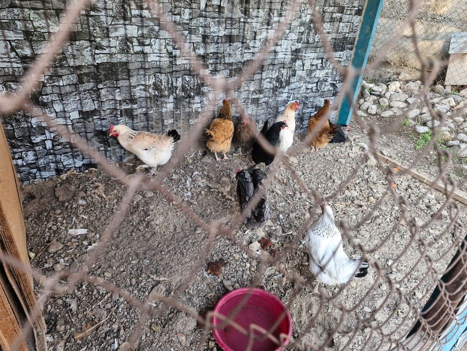 Продаю куры несушки