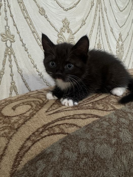 Отдам котят в добрые ручки
