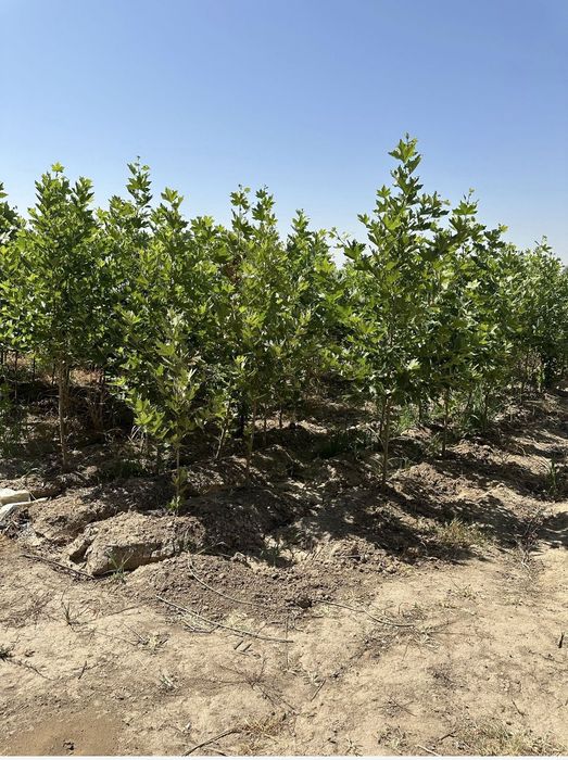 Көшеттің барлық түрі бар