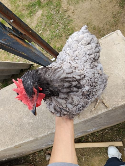 Jersi tovuq sotiladi