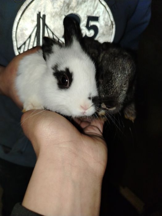 Quyon bolasi 2.oylik