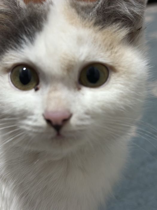 Пропал котенок среднего возраста