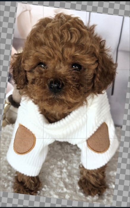 Пудел той /Poodle toy с генетични тестове на родителите с  родословие