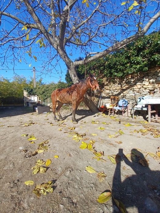 Cal de vînzare foarte cuminte si bun de ham