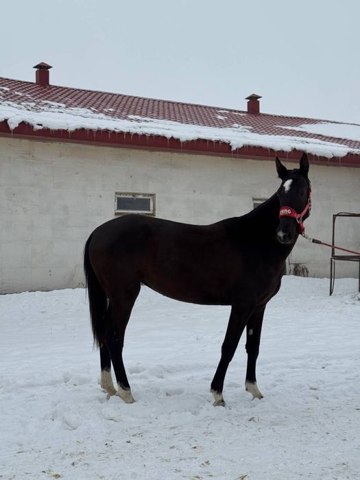Ахалтекинская лошадь