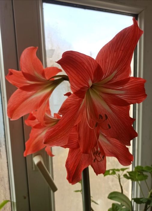 Продам домашнии цветы